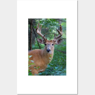 White-tailed deer Buck Posters and Art